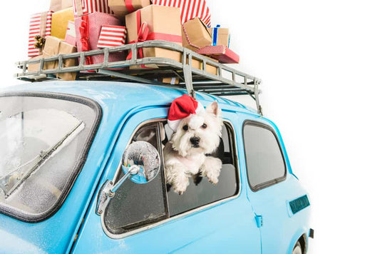 How to Care for Yourself on a 7-Day Road Trip with Pets: A Complete Guide